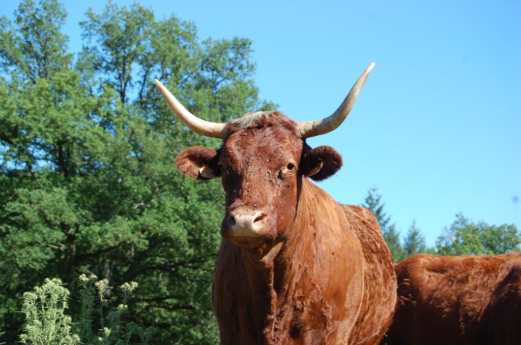 Gite De Charme Auvergne Cab'Ane Brousse Exterior photo